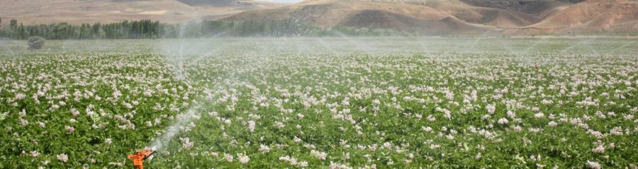 sprinkler-navodnjavanje-hero