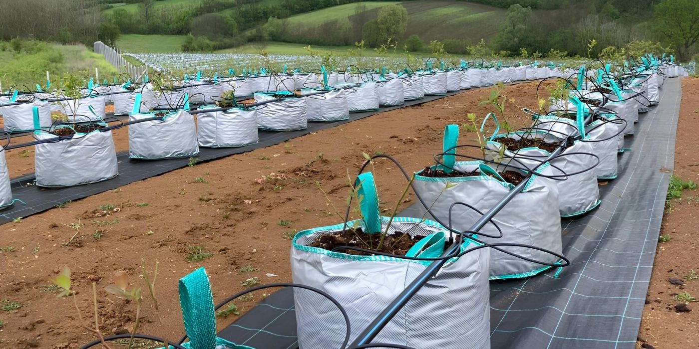 navodnjavanje borovnice