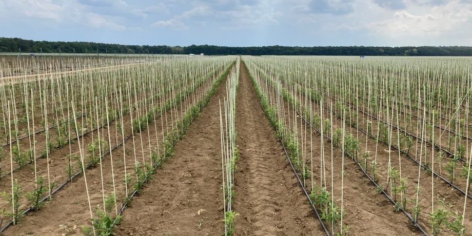 Rasadnik jabuka u Šapcu