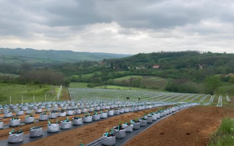 navodnjavanje borovnice