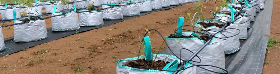 navodnjavanje borovnice