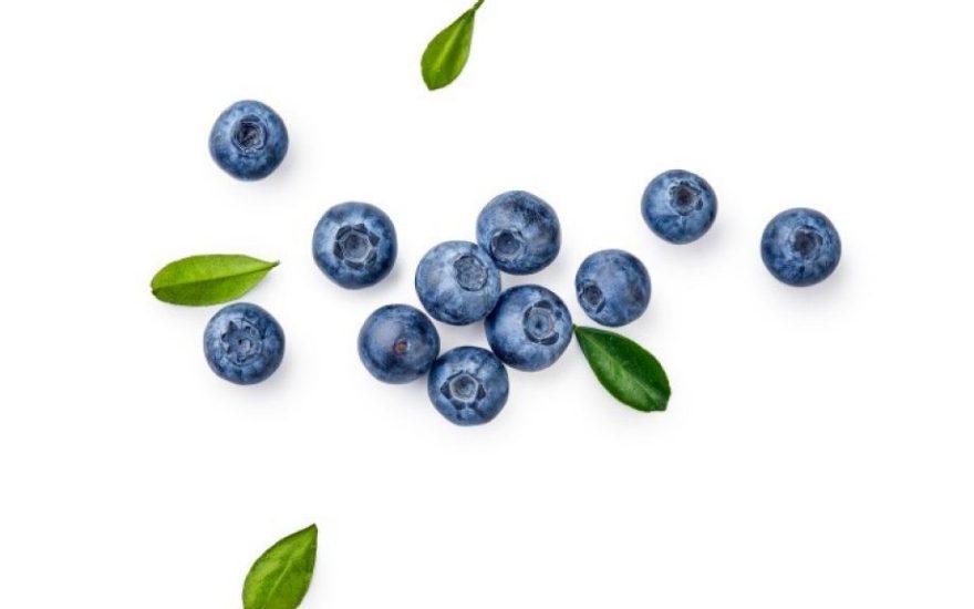 navodnjavanje borovnice