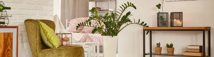 sobne biljke u potkrovlju